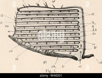 . Biologisches Zentralblatt. La biologie. 'JO Kas.siaiiow, die Frage über der Araehnüicleeiihiiigeii Uisprung dcu eic. Dans den Körpersegmenten 8 Lungen und die nur Dipneuniones 9, 1 Paar im 8. Körpersegment^^j Die Lungen (auch manchmal Tracheenlungen Blättertracheen Fächertracheen,,, Kiemenlungen hestehen genannt) aus einer Höhle (Lungensack Lungenhöhle Vorkammer,,,,, Iaculis Vorraum auch äußere Luftkammer genannt) ; diese Höhle (s. Fig. 1, gauche) karat als eine Einsenkung des Ektoderms abdominalen Hinter der betreffenden Extre- mität des Segmentes. Bei erwachsenen Tieren führt die von außen Banque D'Images