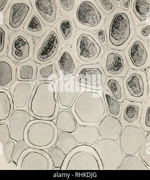 . Biologisches Zentralblatt. La biologie. Zeijlstra Vrics, Oenothera nanella de krankhafte Pflauzenart, eine. 135 Fig. 4 und 5 beziehen sich auf die Wurzel der 0. nanella. Hier liegt das phellogène der Rindenoberfläche näher.. Fig. 4 stellt einen jungen und den Phelloderm Quer führt den schwarzen Stoff. Fig. 5 gibt das Bild von Holzgefäßpartie des sekundären Ge- webes. Dans der Wurzel ist das ganze rapide- sekun däre verholzt parenchymatisch du xylème, onu, und nur hier und da findet man Gefäßgruppen. Die figure zeigt, dass auch diese Ge- fäße und die sie um- gebenden Zellen ge- Fig. 2. schnitt dieses Banque D'Images