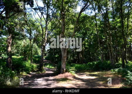 Arne RSPB Réserve Naturelle, Dorset, England, UK Banque D'Images