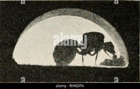 . Biologisches Zentralblatt. La biologie. Fig. 13. Des Pilzgartens Düngung. Die ]Iutteramcise Piizflocken führt den zum après. Dans Momcntphotograjjhie Gipskästchen, nach Janet'scheni Prinzip, speziell für Alta modifiziert von Goeldi-Huber. Nat. Gr. Fig. 14. Des Pilzgartens Düngung. Mutterameise gedüngten Die den fügt Pilz- dem Pilzgarten flocken wieder ein. Nat. Gr. Flockenzahl Zunahme der erklärt sicli nun auch aus der besonderen Prozedur leicht des Düngens. Eine direkte Verwendung von zerbissenen Eiern zur Düngung habe ich weder durch mikro- skopische Pilzgartensn Untersuchung des och durch dire Banque D'Images