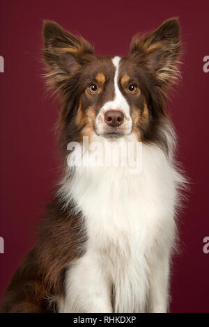 Portrait de chien de berger américain miniature regardant la caméra sur un fond rouge profond dans une image verticale Banque D'Images