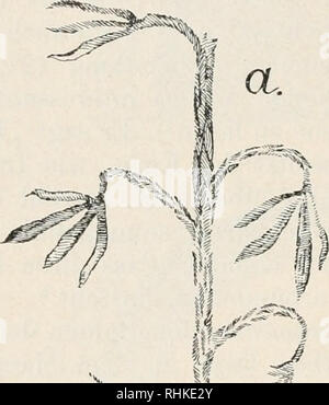 . Biologisches Zentralblatt. La biologie. 412 Oliver, über die der Steinkohlenfarne neiientdeckten Samen. Im Jahre 1874 Calymmatotheca Stiir^ beschrieb) Stangeri, welche er einer Sphenopteris, die von dem Lyginodejidron-hauhe nicht unter- scheidbar zurechnete, ist. Cette Calijnimatotheca verzweigenden il aus einer sich die endgültige Rachis, Zweige zahlreiche stern- förmige Haufen trägt ; sie ist im oberen Teil der Wiederherstellung dans Fig. 1 angedeutet. Pièces détachées von Stur originale du Sind à la Fig. 6 wiedergegeben. Eine nähere Betrachtung der Exemplare)^ Aseveración führt zu einer der Meinung Stu Banque D'Images