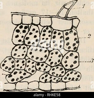 Biologisches Zentralblatt La Biologie Fig 16 Mensch Embryon Nach Sa Ruge Sche Samml Ca 36 Tage Alt Fig 17 Mensch Gesicht Von Em Bryo Von Ca 37 Tagen Nach