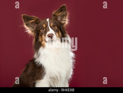 Portrait de chien de berger américain miniature regardant la caméra sur un fond rouge profond dans une image horizontale Banque D'Images