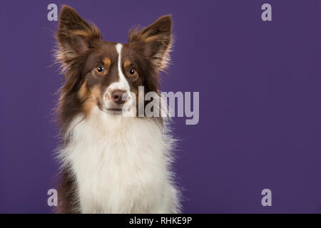 Portrait de chien de berger américain miniature en jetant un coup d'un violet profond en arrière-plan une image horizontale Banque D'Images