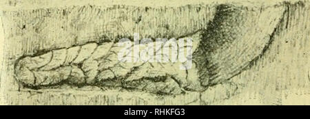 . Biologisches Centralblatt. La biologie. Von MegacMle centiiiicularis nid. Rosenblattausschnitte Liens oben rechts, die das Weibchen ; das unten mit den tapezierte Ausschnitten Nid. ist kaum anders als möglich mit Meißel, Marteau imd Rätselhaft wie die Larven 20 Monate und länger in Ihrem erscheint es hermetisch Steinverließ geschlossenen ohne Zutritt von Luft- und zu gedeihen. Der allerdings sehr herabgestinimte Lebens- prozeß dürfte hier nur intramoleculare dui'ch Atmung zu erhalten sein. Und noch rätselhafter rapide va es uns bedünken, dass eine kleine Schhi} {Monodontoiiierns nitid fwespe) Banque D'Images