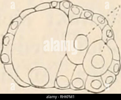 . Biologisches Zentralblatt. La biologie. 302 Knipowitsch, Zur Entwicklungsgeschichte Clione von Umacina. sind, beginnen Sie sich in je zwei zu teilen und die entstandenen donc vier Zellen liegen ganz symmetrisch Am hinteren Ende des Seei und sind die Urmesodermzellen. Ihre Lage kann man deutlich dans der Fig. 1 sehen, welche einen Längsschnitt des Seei darstellt. Zur selben Zeit fangen auch die drei vorderen une Makronieren einzustülpen und sich zu teilen Der Prozess und führt zur Bildung eines symmetrischen- bilatérales de la gastrula. Figuren :. MsH. Veuillez noter que ces images sont extraites de scanne Banque D'Images