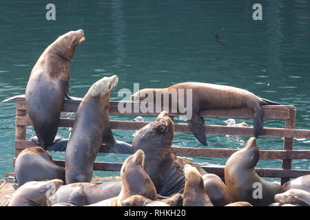 Les lions de mer se détendre dans le port de Monterey, Californie, États-Unis Banque D'Images