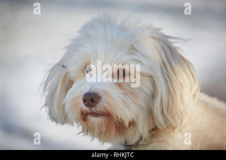 Bichon Havanais chien obéissant et d'attente à l'extérieur dans la neige Banque D'Images