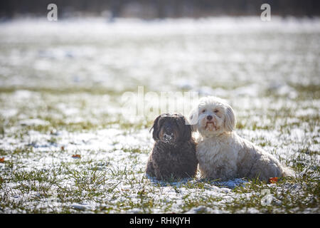 Bichon Havanais chien obéissant et d'attente à l'extérieur dans la neige Banque D'Images