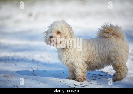 Bichon Havanais chien obéissant et d'attente à l'extérieur dans la neige Banque D'Images