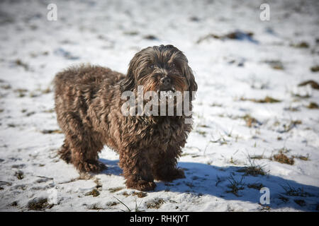 Bichon Havanais chien obéissant et d'attente à l'extérieur dans la neige Banque D'Images