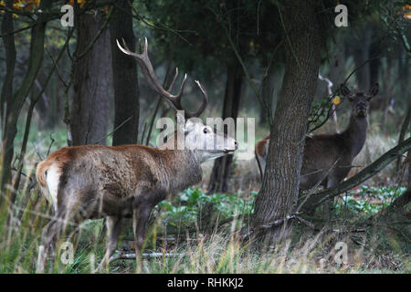 Red Deer Park de Mesola, Ferrara, Italie Banque D'Images