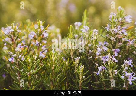Rosmarinus officinalis, romarin, boisée, herbacée vivace, parfumé, Evergreen, des feuilles pareilles à des aiguilles et blanc, rose, violet, bleu fleurs Banque D'Images
