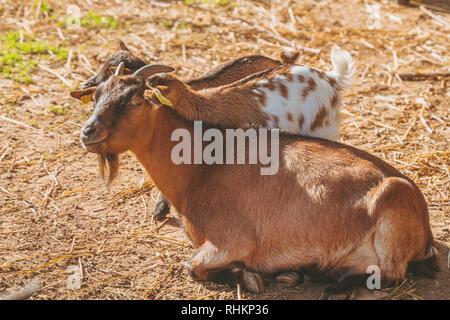 Les petites chèvres bébé dormir détente chauffe au soleil, noir, brun et blanc, tout petit bébé chèvres domestiques. Capra aegagrus hircus Banque D'Images