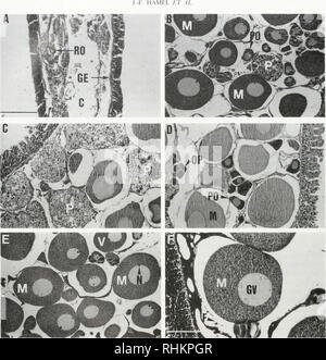 . Le bulletin biologique. Biologie ; zoologie ; biologie ; biologie marine. 132 ^gggsli ... m* . La figure 5. Psolusfabrk'ii Light les micrographies de sections illustrant le oogenic l'ovaire cycle. (A) Partie d'un ovaire après la ponte montrant l'épithélium germinal (GE) ovocytes résiduels. (RO). et un canal créé par l'expulsion des œufs des lo lors de la ponte (C) ; (B) l'étape de relèvement précoce montrant ovocytes primaires (PO), des ovocytes matures (M), et les phagocytes nutritive (P) entouré par les cellules folliculaires. (Cette section a été à travers une enflure contenant des résidus de gamètes dans un passé tubule) ; (c) la fin de l'étape de récupération' sh Banque D'Images