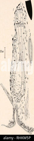 . Le bulletin biologique. Biologie ; zoologie ; biologie ; biologie marine. 50JU. La phase II PHASE III FIGURE 3. Coupe longitudinale schématique d'un sétales neuropodial sac dans la phase II. La figure 4. Coupe longitudinale schématique d'un sétales neuropodial sac dans la phase III. Un échantillon représentatif de l'ensemble d'un des rendements ver longitudinales des parapodes, à partir de laquelle ces schémas ont été préparés.. Veuillez noter que ces images sont extraites de la page numérisée des images qui peuvent avoir été retouchées numériquement pour plus de lisibilité - coloration et l'aspect de ces illustrations ne peut pas parfaitement ressembler à l'original Banque D'Images