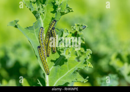 Chenilles de grande feuille de chou kale manger blanc Banque D'Images