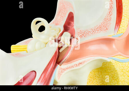 À l'intérieur de l'oreille humaine modèle isolé sur fond noir Banque D'Images