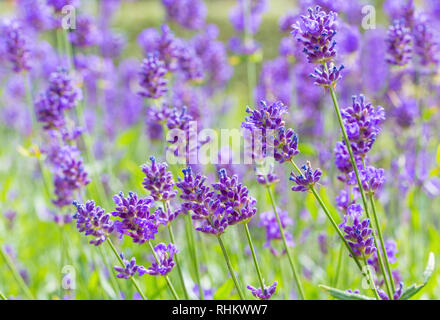 Champ de fleur de fleurs de fleurs de lavande pourpre Banque D'Images