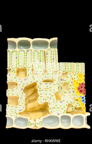 Feuille modèle avec les cellules de la plante en chlorophylle de chloroplastes isolés sur fond noir Banque D'Images