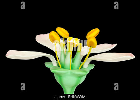 Modèle de fleur avec étamines et pistils isolé sur fond noir Banque D'Images