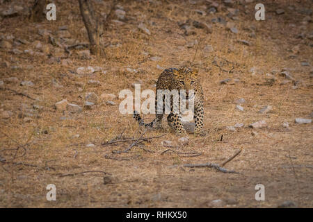 En fin de soirée une rencontre avec un fantôme ou un des plus insaisissables animal de la jungle à Jhalana forest reserve, Jaipur, Inde Banque D'Images