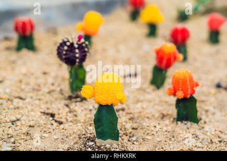 Cactus lune ou Gymnocalycium mihanovichii, le Mutant Cactus greffés sur des porte-greffe d'arrière-plan Gros Plan Macro Hylocereus de pigmentation Cactus Thorns Banque D'Images