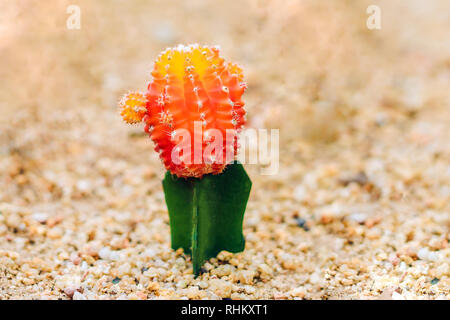 Cactus lune ou Gymnocalycium mihanovichii, le Mutant Cactus greffés sur des porte-greffe d'arrière-plan Gros Plan Macro Hylocereus de pigmentation Cactus Thorns Banque D'Images