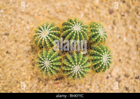 Vue rapprochée de vert cactus comme un arrière-plan, Vue de dessus, la texture Banque D'Images