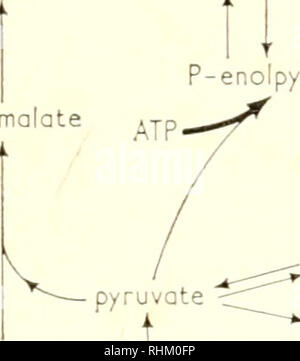 . La structure et la fonction biologique de la procédure. Biochimie ; cytologie. DPN  + H ; ASPARTATE ATP. citramalate Veuillez noter que ces images sont extraites de la page numérisée des images qui peuvent avoir été retouchées numériquement pour plus de lisibilité - coloration et l'aspect de ces illustrations ne peut pas parfaitement ressembler à l'œuvre originale.. Uib/UISB Colloque International (1er : 1960 : Stockholm) ; Union internationale de biochimie ; Union internationale des sciences biologiques ; Goodwin, T. W. (Trevor Walworth) ; Lindberg, Olov, 1914-. Londres, New York, Academic Press Banque D'Images