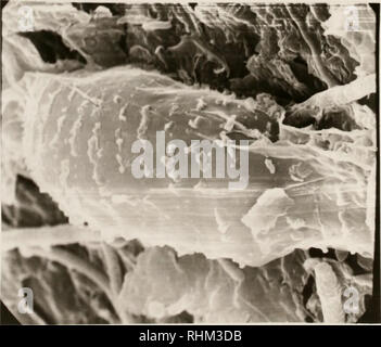 . Études biologiques sur les arbres d'agrumes Drymaeus dormani escargot (Binney), et le phytopte des agrumes Phyllocoptruta oleivora (Ashmead), ainsi que l'effet de différents acaricides sur le phytopte des agrumes. Les agrumes phytoptes ; Drymaeus ; dormani Gastropoda. . Veuillez noter que ces images sont extraites de la page numérisée des images qui peuvent avoir été retouchées numériquement pour plus de lisibilité - coloration et l'aspect de ces illustrations ne peut pas parfaitement ressembler à l'œuvre originale.. Bledsoe, Michael Edward. Banque D'Images