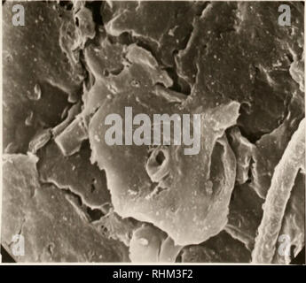 . Études biologiques sur les arbres d'agrumes Drymaeus dormani escargot (Binney), et le phytopte des agrumes Phyllocoptruta oleivora (Ashmead), ainsi que l'effet de différents acaricides sur le phytopte des agrumes. Les agrumes phytoptes ; Drymaeus ; dormani Gastropoda. . Veuillez noter que ces images sont extraites de la page numérisée des images qui peuvent avoir été retouchées numériquement pour plus de lisibilité - coloration et l'aspect de ces illustrations ne peut pas parfaitement ressembler à l'œuvre originale.. Bledsoe, Michael Edward. Banque D'Images