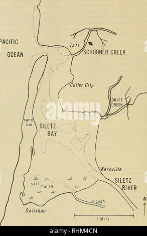 . Le bulletin biologique. Biologie ; zoologie ; biologie marine. 120 LARRY C. OGLESBY OCÉAN PACIFIQUE. 1 km Figure 1. Plan de Siletz Bay, Oregon, montrant la collecte pour limnicola site Nereis (flèche noire). Des pointillés décrivent les limites de l'eau à marée basse. Adapté de Squier (1960). difficile. De gros vers (poids supérieur à 100 mg.) pourrait être trouvé à tout moment, mais ils étaient plus nombreux à l'automne. On a tenté de caractériser la gamme de salinité à laquelle cette population de N. limnicola est exposée à la fois pendant un cycle de marée et au cours de l'année. La figure 2 montre le chlorosity dans EC vaM" Banque D'Images