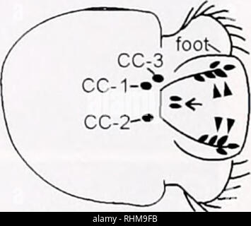 . Le bulletin biologique. Biologie ; zoologie ; biologie ; biologie marine. Vue dorsale. Vue ventrale Figure 4. Représentations schématiques de la sérotonine-LIR et le catéchol amine--Contenant des neurones dans l'Aplysia califomica pendant 9 jours. Rangée du haut : vue depuis le côté droit et légèrement supérieur pour donner une perspective tridimensionnelle. Est antérieure à la droite dans chaque figure. (A) La sérotonine-LIR (cellules de S-/1,- S/2. S-/'l, S-i'2, SUMl et fibres dans l'organe apical. Rangée du bas : vue dorsale. (Pd, de cellules et des fibres contenant des catécholamines sont situés dans le pied (flèches), région de l'orale (flèche), et la région o Banque D'Images