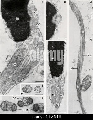 . Le bulletin biologique. Biologie ; zoologie ; biologie ; biologie marine. La STRUCTURE FINE DE HAGF SPhRM1SH. La figure 4. Les sections longitudinales et de diverses régions de la queue, (a) la base d'un flagelle. Le centriole proximal (PC) et centriole distal (DC) sont presque longitudinalement. Les mitochondries allongées (M) sont disposés le long de l'axonème (AX), (b) une section transversale au moyen d'un centriole. (C) une section oblique à travers la base d'un flagelle. Les mitochondries quatre encercler l'axonème. (D) une section longitudinale de l'enroulement et la torsion flagelle. Deux longues flanc mitochondries l'axonème. (E) C Banque D'Images