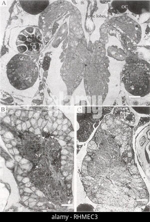 . Le bulletin biologique. Biologie ; zoologie ; biologie ; biologie marine. 148 P. J. H. Harrison et D. C. SANDEMAN. La figure 3. (A) section horizontale à travers la larve cypris cerveau. Le cerveau est constitué principalement d'une position neuropile (NP) et de cellules environnantes somata. La partie antérieure du cerveau s'étend latéralement pour former les lobes optiques. En outre évident sont les yeux composés (CE), le ciment (CG). et les sections transversales du conduits ciment (*), qui s'étendent à l'adhésif disques de l'antennules (voir également la figure 7). OC, cellule d'huile. (B) section longitudinale de la larve cypris clusters montrant du cerveau Banque D'Images