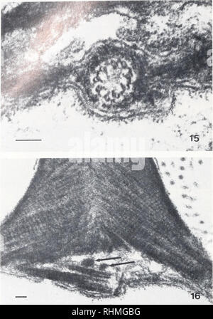 . Le bulletin biologique. Biologie ; zoologie ; biologie ; biologie marine. 466 J. W. LYNN ET W. H. CLARK, JR.. La figure 15. 9 comprennent les tubules doublet centrioles comme indiqué, à un fort grossissement de trans- mission des micrographies électroniques. Remarquez les fibrilles communicante qui coupe l'centriolar matrice. Bar  = 0,1 /h. La figure 16. Centriole dans une section longitudinale est souvent associée à des organes denses (flèches). Ces corps denses représentent probablement les coupes transversales à travers les fibrilles communicante. Bar  = 0,1 a ainsi suggéré dans la nature. acrosomique Cette suggestion n'est pas certain, toutefois, le péché Banque D'Images