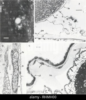 . Le bulletin biologique. Biologie ; zoologie ; biologie ; biologie marine. 348 S. SMILEY ET R. A. CLONEY. La figure 6. De catécholamines induite par l'acide glyoxylique de fluorescence un putatif perikaryon neuronale dans le péritoine de l'ovaire. Barre d'échelle  = 10 Nm. 710X. La figure 7. La lumière microphotographie (LM) d'un ovocyte (O) dans son follicule. L'épithélium interne folliculaire (fe) est en continuité avec l'épithélium interne pariétal (pe) à la manette (S). L'ovocyte plaque basale ou oolamina (oo) sépare le sinus de l'ovocyte hemal jelly l'espace. Le compartiment du tissu conjonctif (ct), qui comprend le sinus hemal, sp Banque D'Images