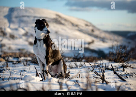 Black & White Colley chien assis dans la neige paysage du Pays de Galles à la recherche au coucher du soleil Banque D'Images