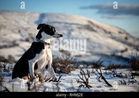 Black & White Colley chien assis dans la neige paysage du Pays de Galles à la recherche au coucher du soleil Banque D'Images