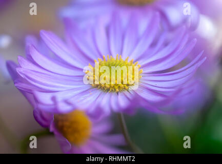 Purple Daisy Osteospermum. Ostéospermum appartient à la famille des astéracées ou composées de plantes de la famille des marguerites La plante est originaire d'Afrique du Sud et je Banque D'Images