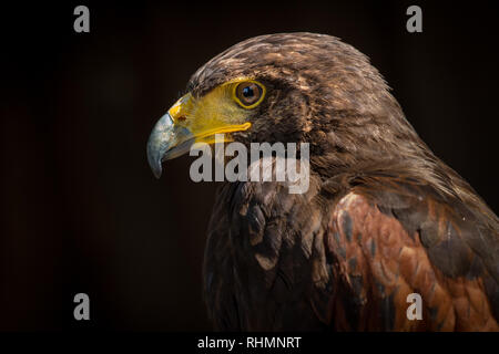 Beau portrait de l'oiseau de proie Banque D'Images