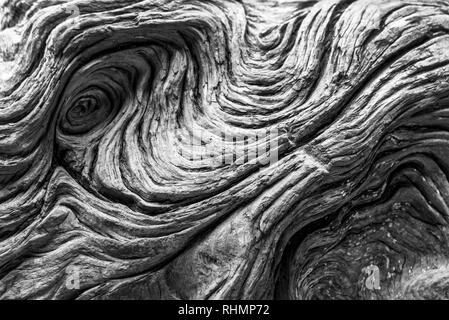 Détail de bois flotté. Noir et blanc fond texturé naturelles Banque D'Images