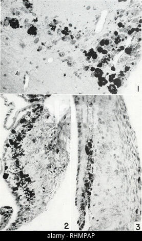 . Le bulletin biologique. Biologie ; zoologie ; biologie ; biologie marine. Les figures 1 à 7 : Thamnophis sp., 5 sections de la Micra ; Gomori's hematoxylin alun de chrome ; la phloxine photomicrographies. La figure 1. Supraopticus Nucleus. Des granules de sécrétion et les gouttelettes sont tachés de profondeur mue. ( 440. La figure 2. La section transversale de la tige pituitaire avec des cellules neurosécrétrices de matériau colorables dans l'hypothalamus. &Lt ; 400. La figure 3. Coupe longitudinale de la tige pituitaire avec par des cellules neurosécrétrices de matériau colorables dans l'hypothalamus. &Lt ; 400. 107. Veuillez noter que ces images sont extraites de scann Banque D'Images