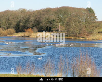 Une scène d'hiver au niveau du réservoir, en partie gelés en début de février ; Sywell Northamptonshire, Country Park Banque D'Images