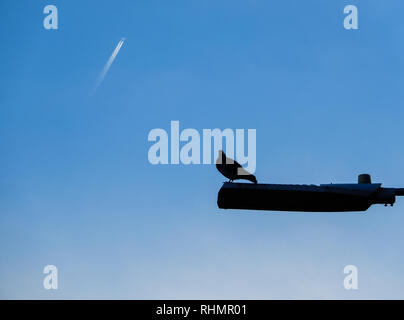 La silhouette d'un bois commun pigeon sur un lampadaire avec la traînée d'un avion derrière elle Banque D'Images