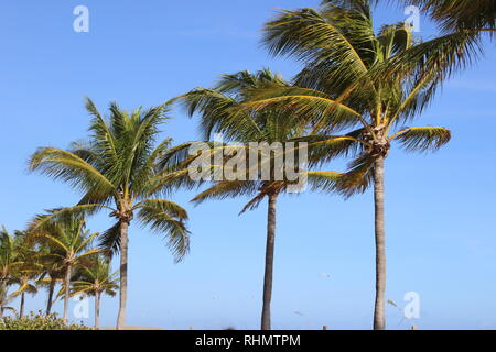 L'ensemble de la Floride sur le thème de la plage de Fort Lauderdale Beach. Banque D'Images