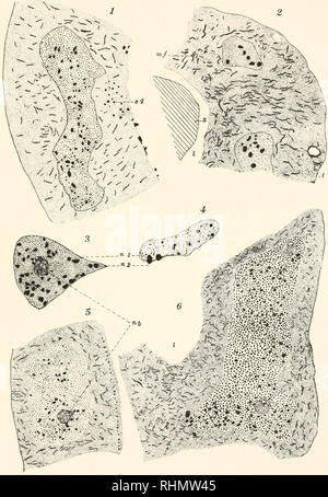 . Le bulletin biologique. Biologie ; zoologie ; biologie ; biologie marine. BIOLOGICAL BULLETIN, VOL. LI. I. LA PLAQUE .- . ^^• 1 : :' : r&amp ; %^j&amp;f&amp;ipsyt-../ » • • • •^-" C. ELIZABETH KINNEY.. Veuillez noter que ces images sont extraites de la page numérisée des images qui peuvent avoir été retouchées numériquement pour plus de lisibilité - coloration et l'aspect de ces illustrations ne peut pas parfaitement ressembler à l'œuvre originale.. Laboratoire de biologie marine de Woods Hole (Massachusetts), ) ; Laboratoire de biologie marine de Woods Hole (Massachusetts), ). Rapport annuel 1907/08-1952 ; Lillie, Frank Rattray, 1870-1947 ; Moore, Carl Banque D'Images