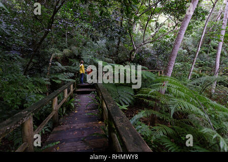 La mère et le fils marche sur le sentier en bois à travers la forêt tropicale dense, Ishigaki, Japon Banque D'Images